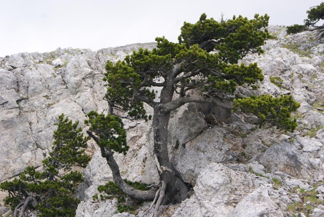 Tana Libera Tutti 1 Nature, Yourself, Love วิจจาเนลโล ภายนอก รูปภาพ